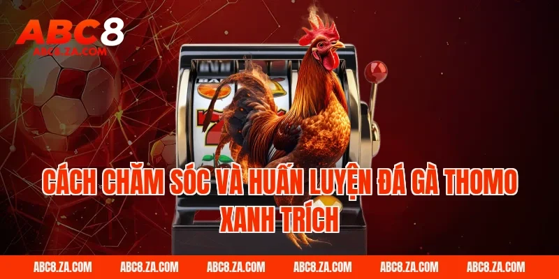 Cách chăm sóc và huấn luyện đá gà thomo xanh trích